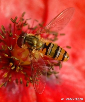 Episyrphus balteatus